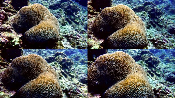 脑珊瑚（Platygyra daedalea）珊瑚漂白，Phi Phi，安达曼海，Krabi，泰国。