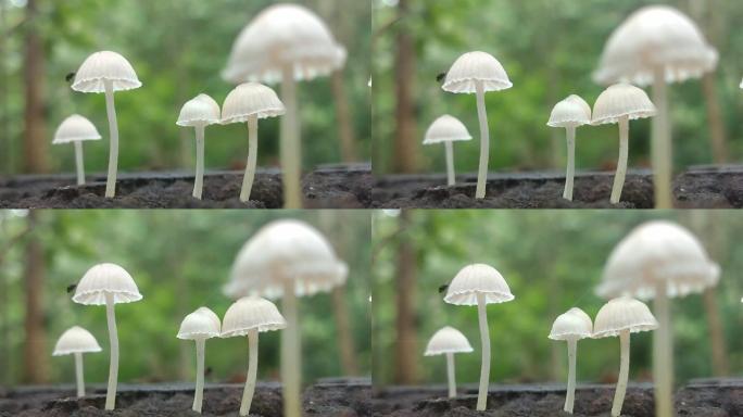 老树桩上生长的小白蘑菇