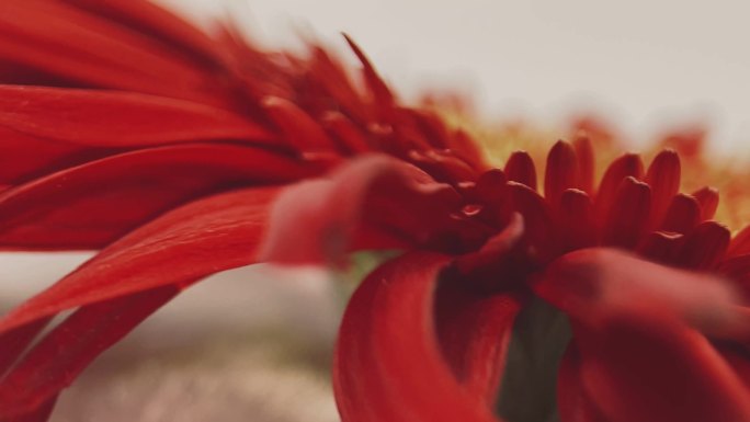 【镜头合集】微距红色菊花花瓣花蕊