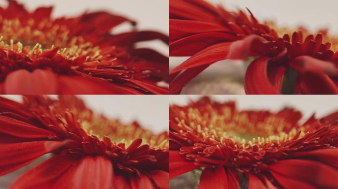 【镜头合集】微距红色菊花花瓣花蕊