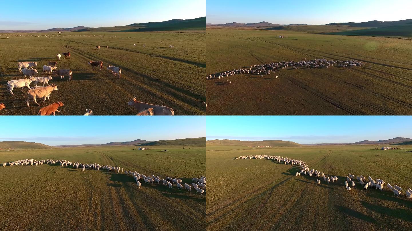 航拍草原羊群 牛群