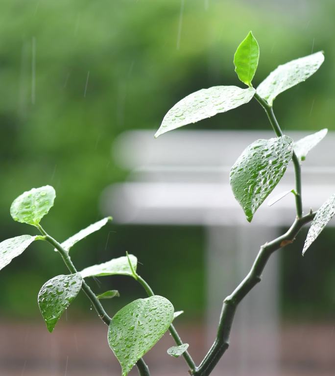 雨天中的植物盆栽竖构图