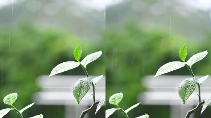 雨天中的植物盆栽竖构图