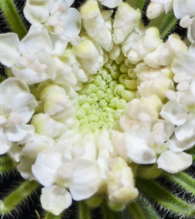 翠珠开花延时手机动态壁纸