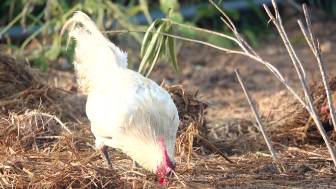 鸡在地上寻找食物大公鸡大公鸡觅食农村生活