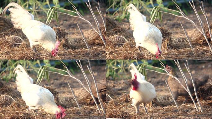 鸡在地上寻找食物大公鸡大公鸡觅食农村生活