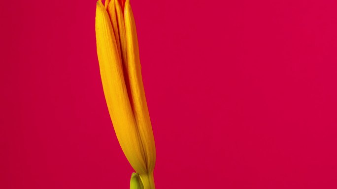 4k的百合花在红色背景上绽放、生长和旋转。盛开的百合花。