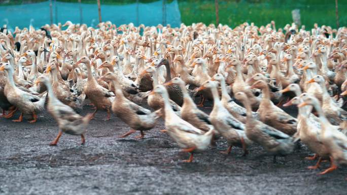 4k镜头：农场中大群鸭子在行走和拍打，行为和家畜概念