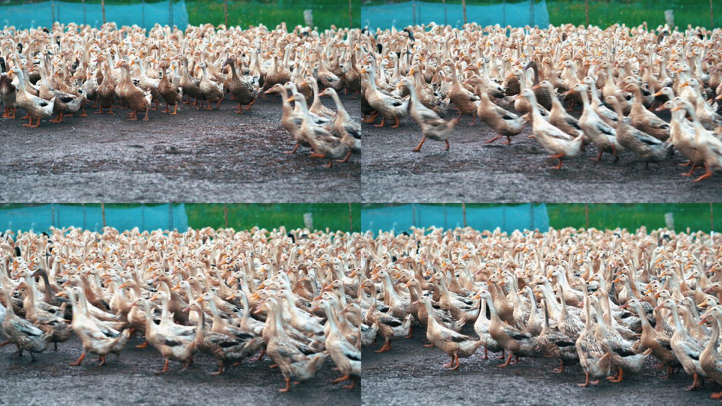 4k镜头：农场中大群鸭子在行走和拍打，行为和家畜概念