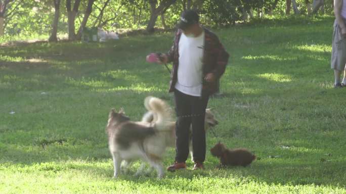宠物捕捉户外玩耍狗树遛狗草地养狗老人公园