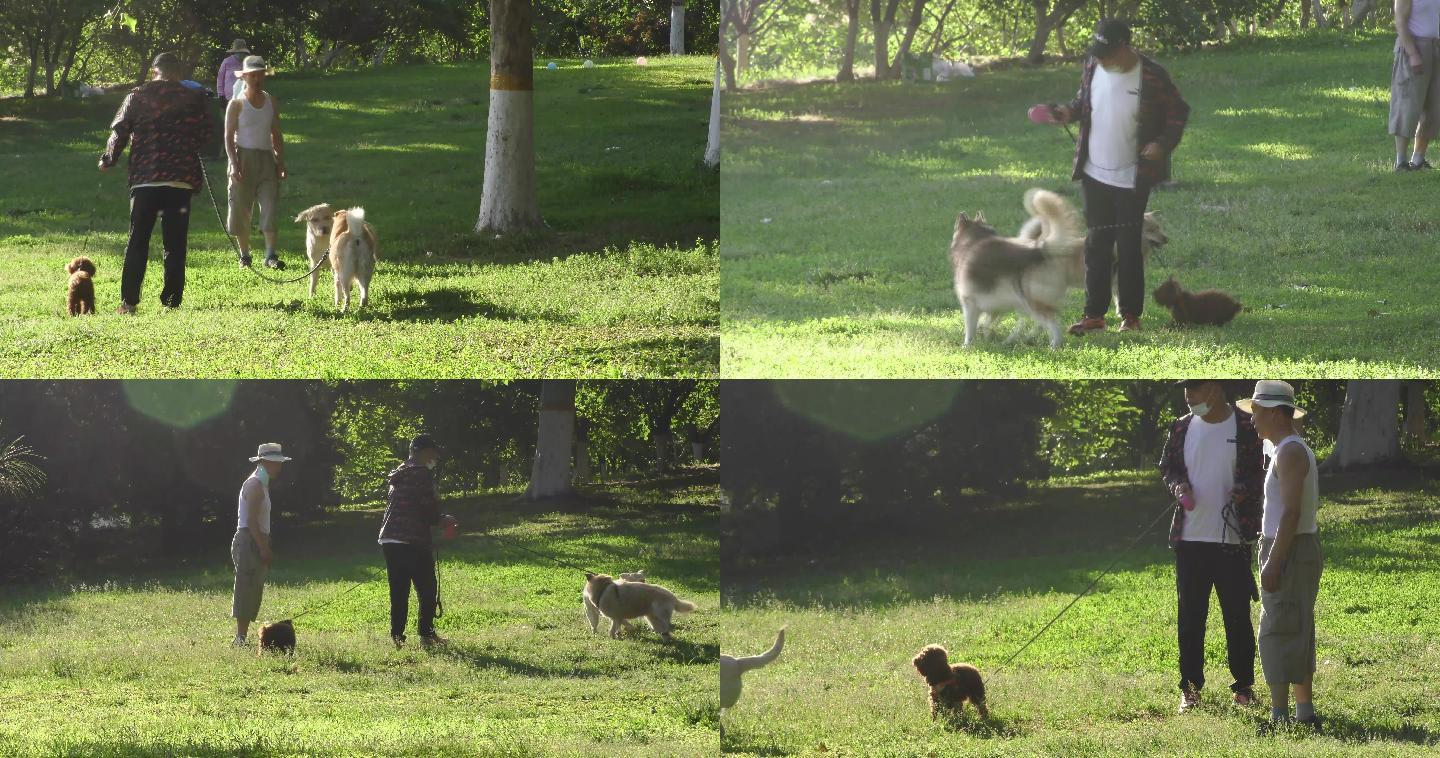 宠物捕捉户外玩耍狗树遛狗草地养狗老人公园