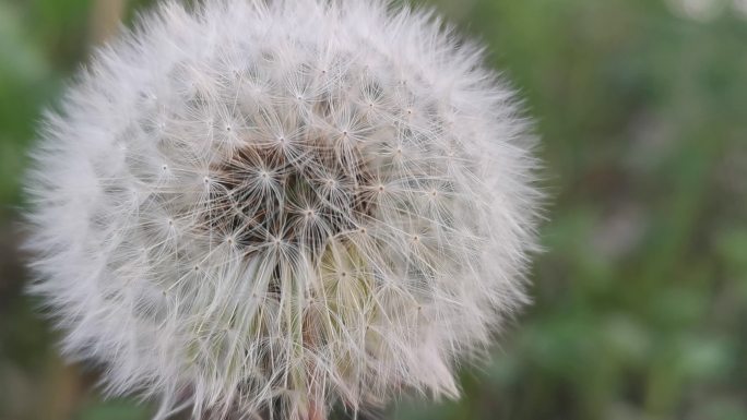 稻田旁边盛开的蒲公英花