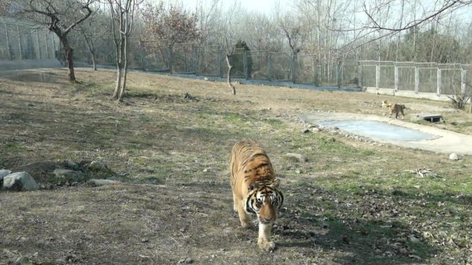 野生动物园里的老虎