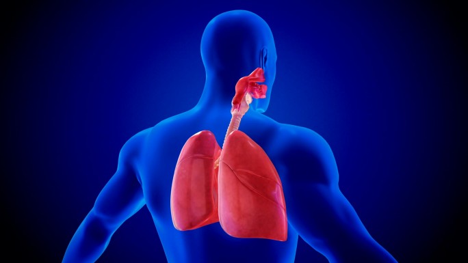 人肺呼吸系统摘要透视观察展示