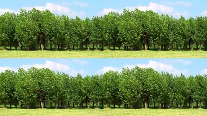 草地上一排风中摇摆的法国梧桐树