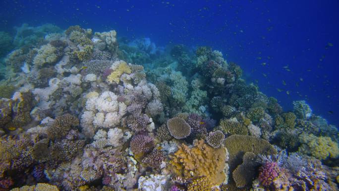 红海美丽珊瑚礁上的海洋生物和许多小型热带鱼-马萨阿拉姆-埃及