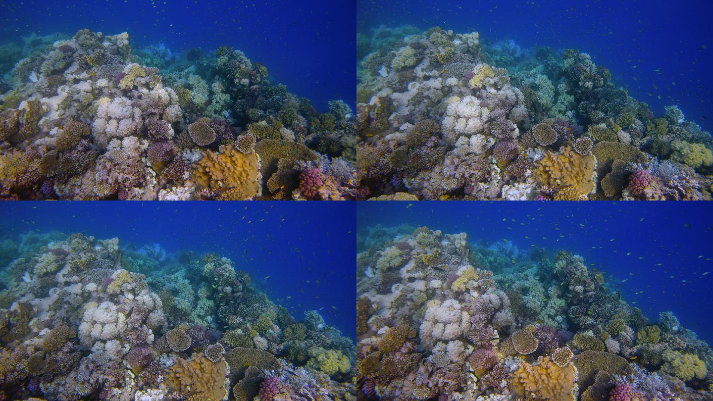 红海美丽珊瑚礁上的海洋生物和许多小型热带鱼-马萨阿拉姆-埃及
