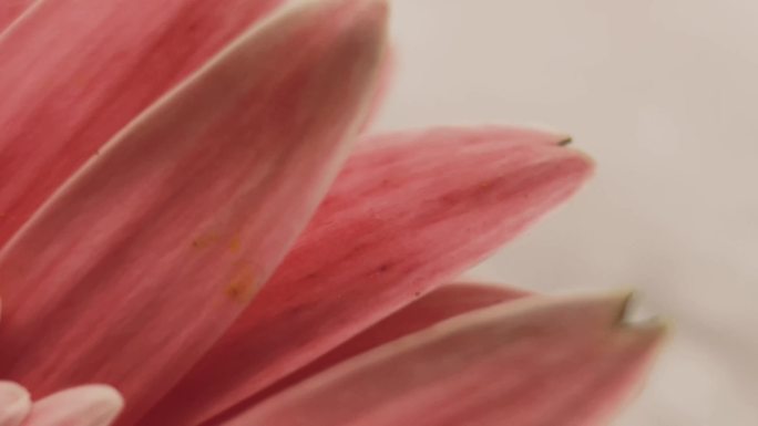 【镜头合集】微距粉色非洲菊雏菊  (1)