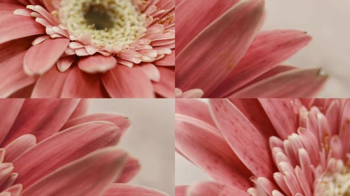 【镜头合集】微距粉色非洲菊雏菊  (1)
