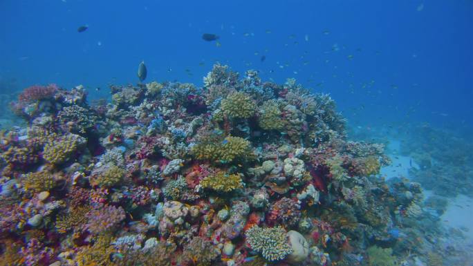 美丽珊瑚礁上的海洋生物，有许多小型热带鱼，红海上的绿铬鱼（绿色铬鱼）-玛萨阿拉姆-埃及