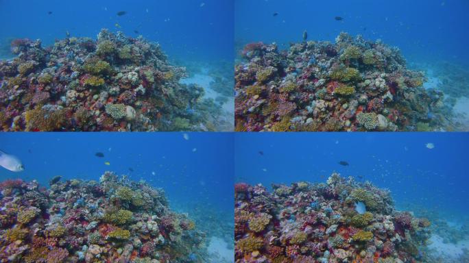 美丽珊瑚礁上的海洋生物，有许多小型热带鱼，红海上的绿铬鱼（绿色铬鱼）-玛萨阿拉姆-埃及