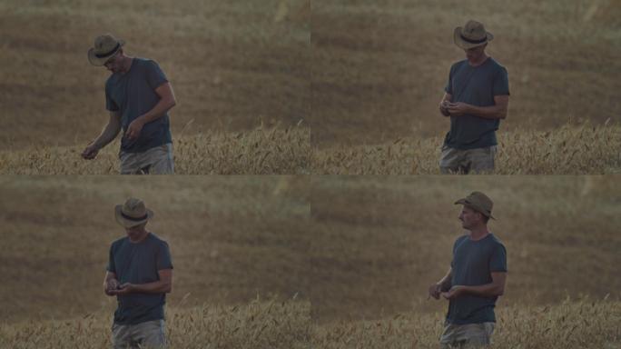 戴着太阳帽的斯洛莫农民检查小麦品质