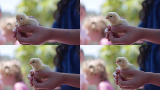 抱着小鸡的小女孩抱着小鸡