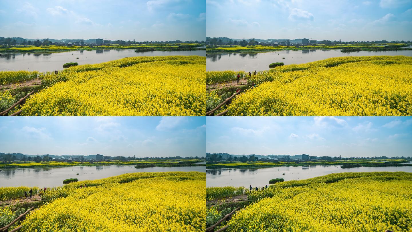 成都郊区油菜花观光航拍