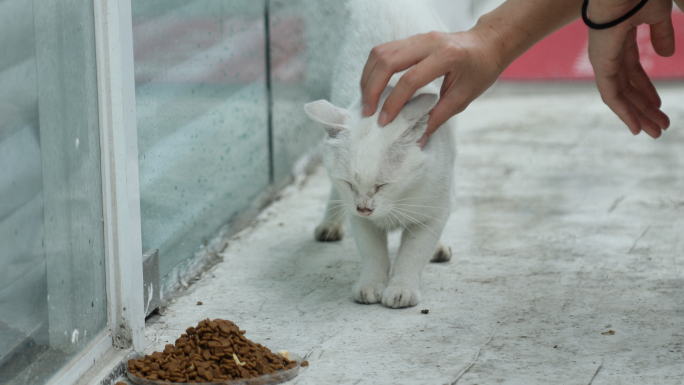 女生抚摸流浪猫