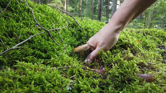 在绿色森林里采摘野生蘑菇的女人