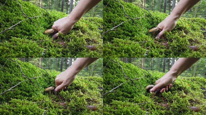 在绿色森林里采摘野生蘑菇的女人