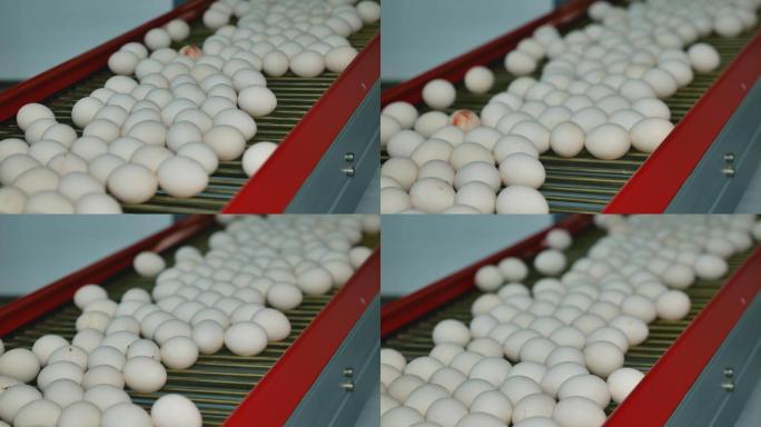 家禽养殖场生产白鸡蛋的自动输送线。