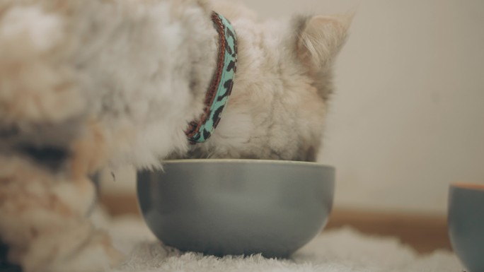 困倦困倦的波斯猫在家里吃着碗里的食物