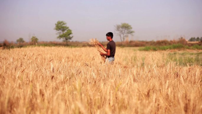 小麦作物收获秋收丰收割麦子