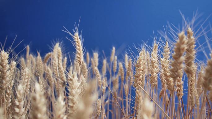 蓝色背景小麦抠像素材