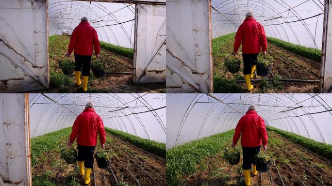 农民扛着水桶，在温室里穿过葱类作物