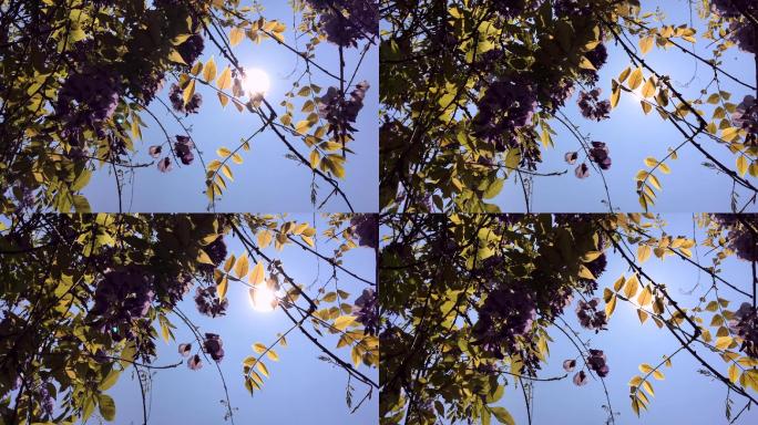 夏天的紫藤花夏天的紫藤花