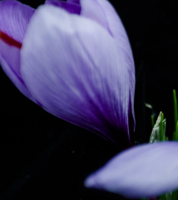 藏红花开花延时手机壁纸