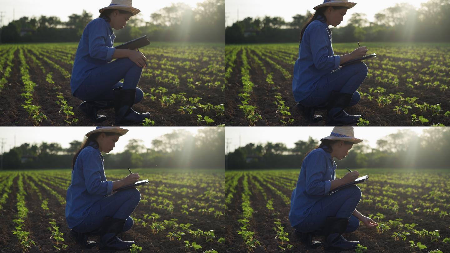 年轻的女农民用数字平板电脑检查农业种植的完整性。