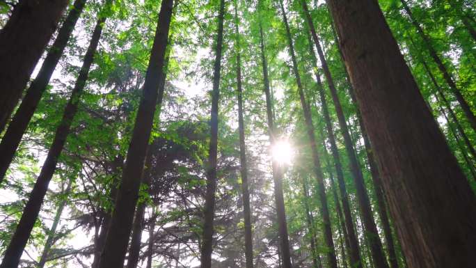 茂密的树林-阳光森林
