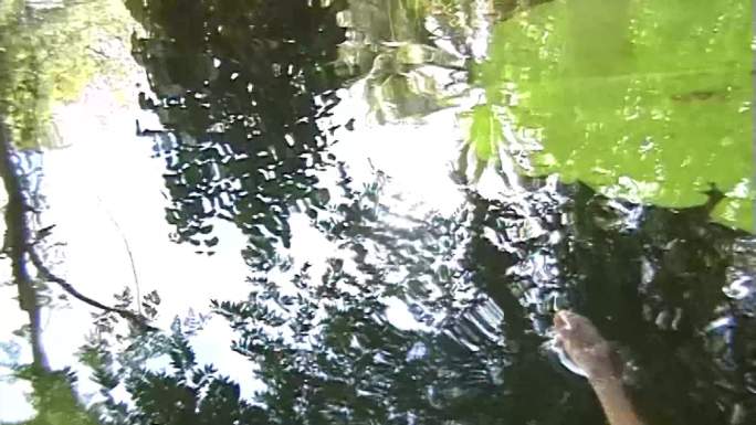 水上脱光龙骨的蛇水蛇池塘荷叶