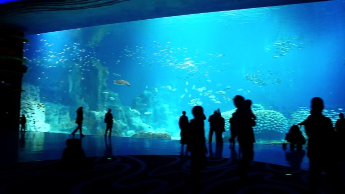 海洋公园 鲸鲨馆 海洋馆