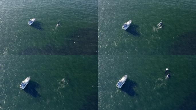 太平洋中的两只鲸鱼。