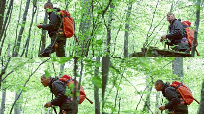 TS男性野外生存专家吃着从树枝上摘下的叶子在森林中行走