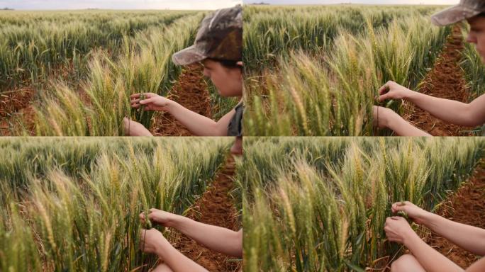 农民在农场散步时检查她的小麦作物