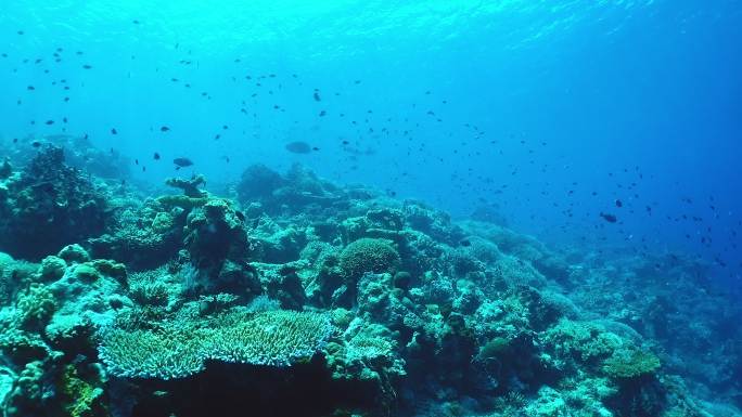 礁石附近海洋生物的水下视图