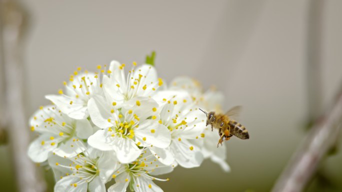 SLO MO Carinolan蜜蜂，后腿上有可见的花粉篮，接近樱花