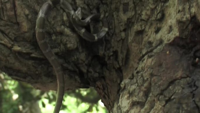 狼蛇蛇捕食