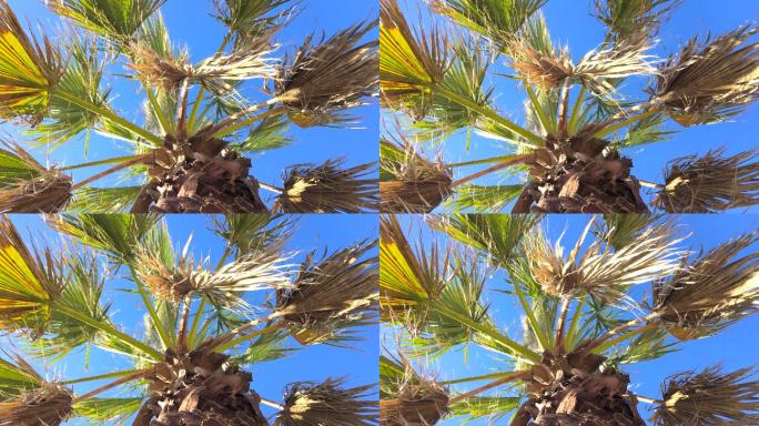 雄伟的棕榈树顶棕榈树