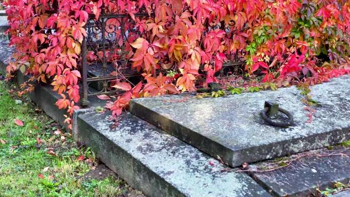 带藤蔓的老地穴死亡